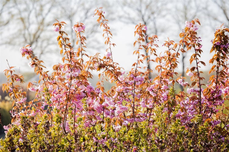 Prunus serrulata 'Kanzan', Japanische Blütenkirsche, rosa, 40–60 cm