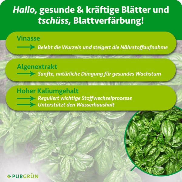 Infografik zu Purgrün Dünger für gesunde Blätter mit Vinasse, Algenextrakt und Kalium zur Vermeidung von Blattverfärbungen.