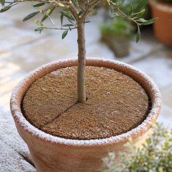 Kokosmatte als Winterschutz für Kübelpflanzen in einem Tontopf mit Baum.