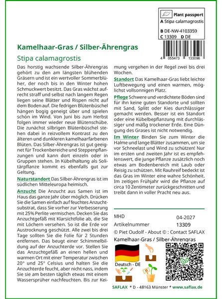 SAFLAX Garden to go - Kamelhaar-Gras / Silber-Ährengras - Stipa calamagrostis - 50 Samen - Mit Topf, Klima - Deckel und Anzuchtsubstrat