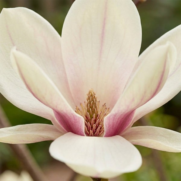 Nahaufnahme einer Magnolienblüte mit großen weiß-rosa Blütenblättern und markantem Zentrum.