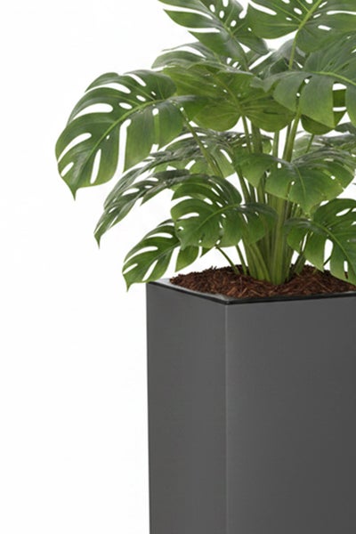 Monstera deliciosa in einem hohen quadratischen Pflanzkübel in Anthrazit.