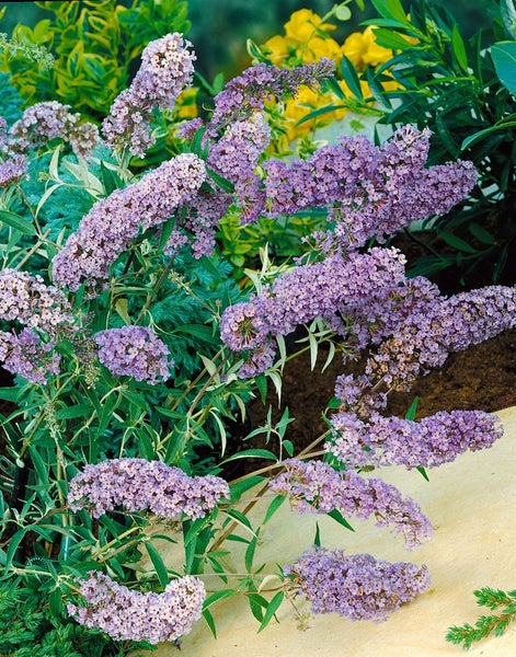 Buddleja davidii 'Nanho Blue', Schmetterlingsflieder, blau, 80–100 cm