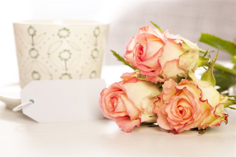 Rosa 'Kleopatra', Rose, leuchtend rot, 3-5 Liter Container