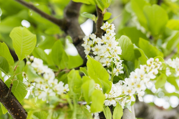 Prunus padus, Traubenkirsche, 60–100 cm, duftend