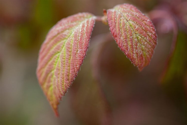 Viburnum plicatum 'Watanabe', Japanischer Schneeball, weiß, 40–60 cm