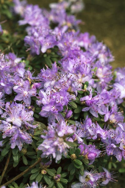 Rhododendron impeditum 'Ronny', Zwerg-Rhododendron, lila, 20–25 cm