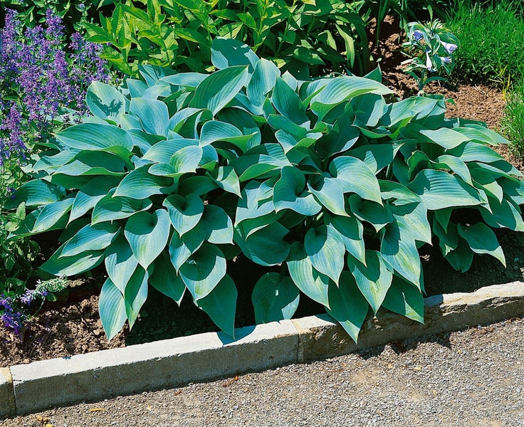 Hosta x tardiana 'Halcyon', Blaublatt-Funkie, ca. 11x11 cm Topf