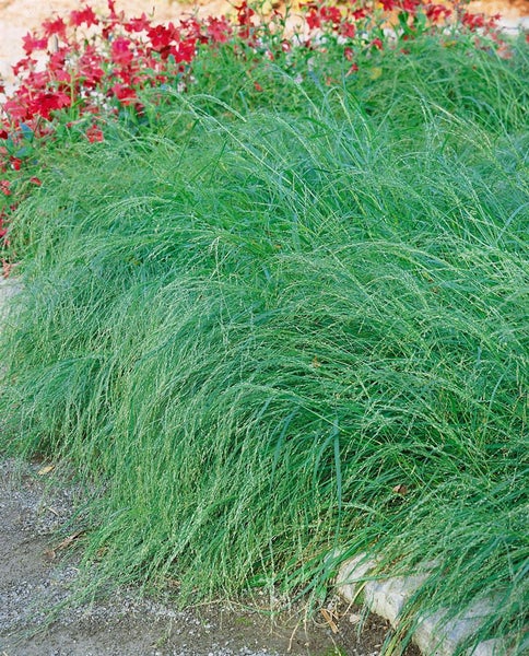 Eragrostis curvula, Liebesgras, ca. 9x9 cm Topf