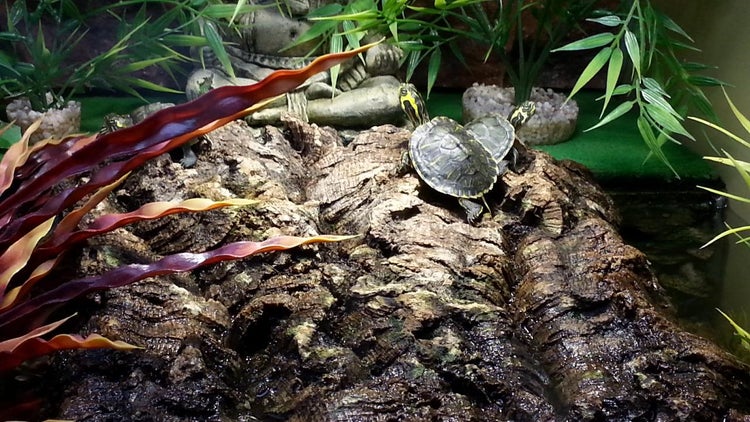 Schildkröten auf Korkrinde in einem eingerichteten Terrarium mit Kunstpflanzen und Dekorationsfigur.