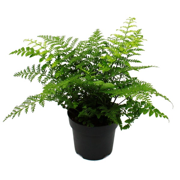 Asplenium dimorphum Parvati- besondere Farn-Sorten fürs Zimmer Nestfarn 17cm Topf ca. 30-40cm hoch