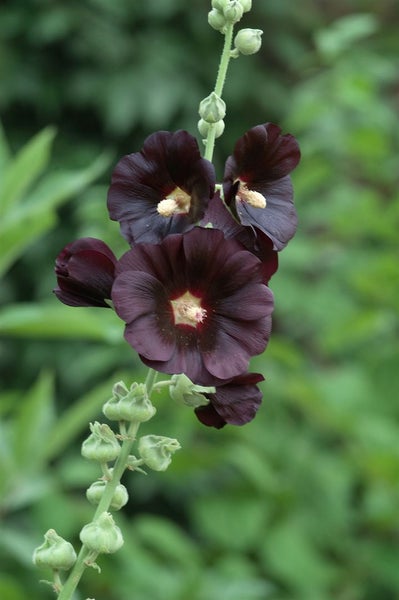 Alcea rosea 'Nigra', Stockrose, dunkelviolett, ca. 9x9 cm Topf