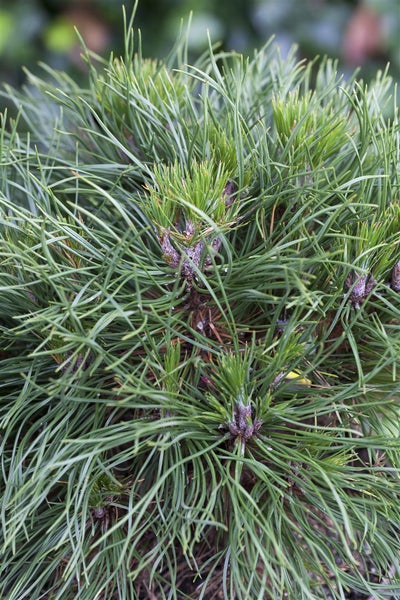 Pinus mugo 'Varella', Bergkiefer, kompakt, 20–25 cm