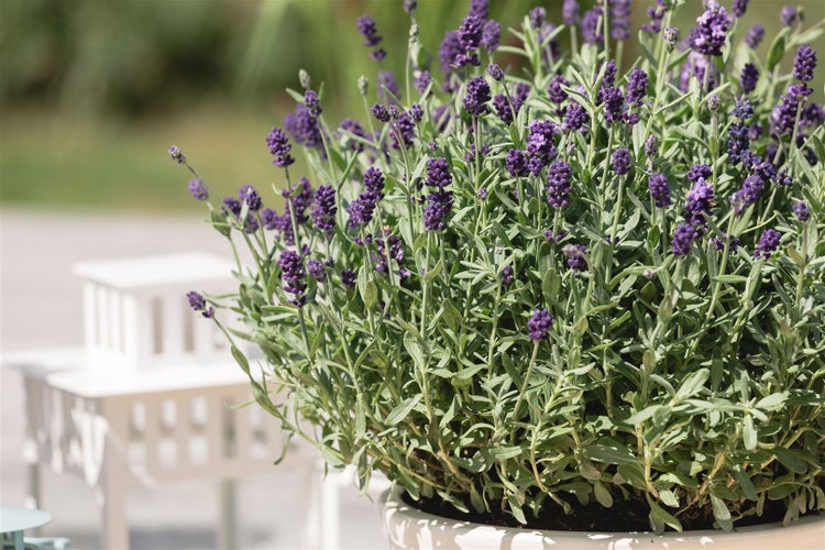 Lavandula angustifolia 'Dwarf Blue', Lavendel, blau, ca. 9x9 cm Topf