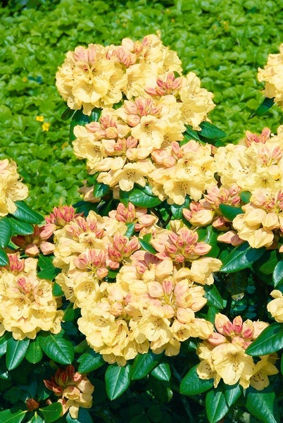 Rhododendron yak. 'Millenium Gold', gelb, 25–30 cm