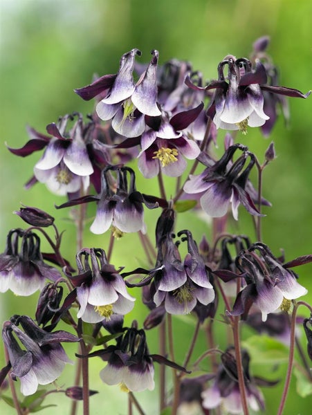 Aquilegia vulgaris 'William Guiness', Akelei, zweifarbig, ca. 9x9 cm Topf