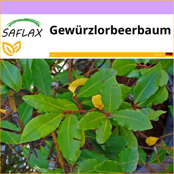 SAFLAX  - Gewürzlorbeerbaum - Laurus nobilis - 6 Samen