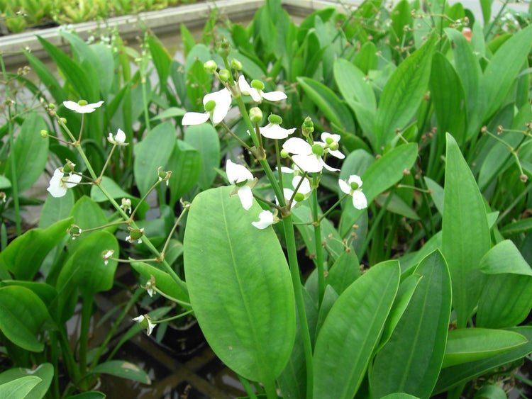 Sagittaria graminea, Pfeilkraut, ca. 9x9 cm Topf
