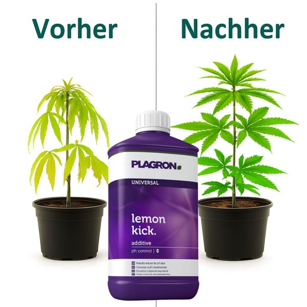 Darstellung des Pflanzenwachstums vor und nach der Anwendung von Plagron Lemon Kick