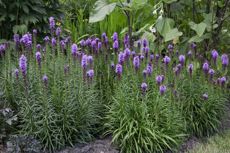 Liatris spicata, Prachtscharte, violett, ca. 9x9 cm Topf