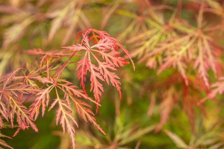 Acer palmatum 'Orangeola', Japanischer Ahorn, orange-rot, 40–60 cm