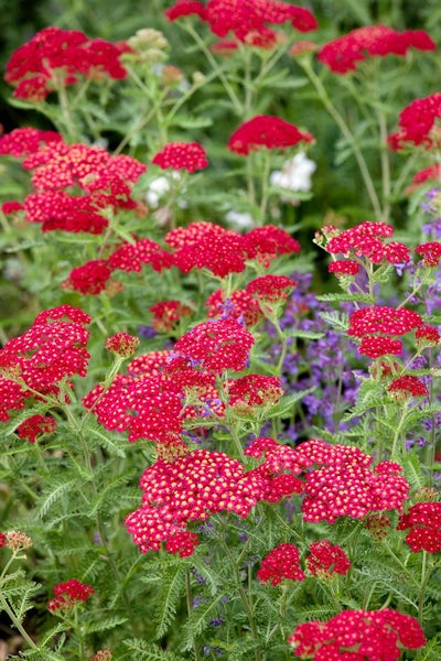 Achillea millefolium 'Red Velvet', Schafgarbe, rot, ca. 9x9 cm Topf
