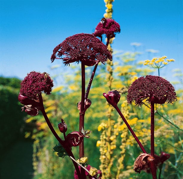Angelica archangelica, Engelwurz, ca. 11x11 cm Topf, aromatisch