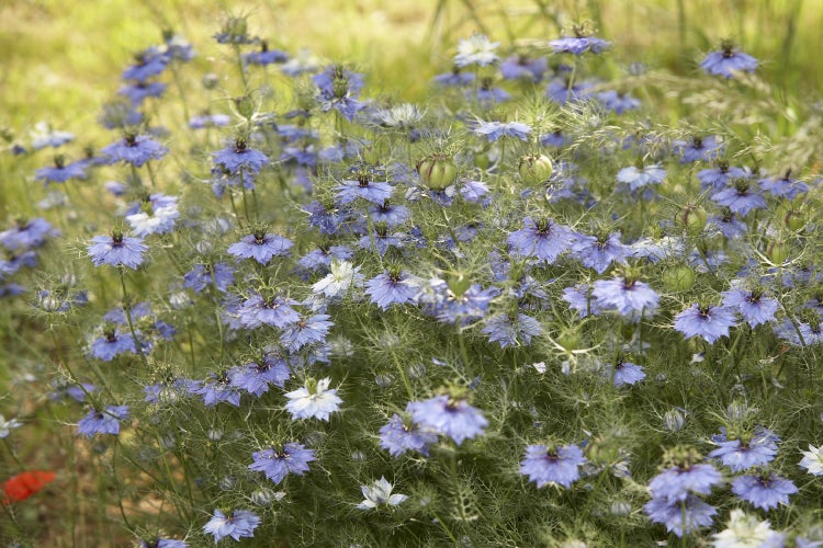SAFLAX Garden to go - BIO - Schwarzkümmel - Nigella sativa - 300 Samen - Mit Topf, Klima - Deckel und Anzuchtsubstrat