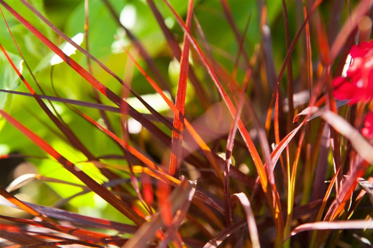Pennisetum setaceum 'Rubrum', Lampenputzergras, rot, 2 Liter Container