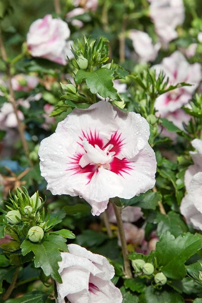 Hibiscus syriacus 'Helene', Gartenhibiskus, weiß, 40–60 cm