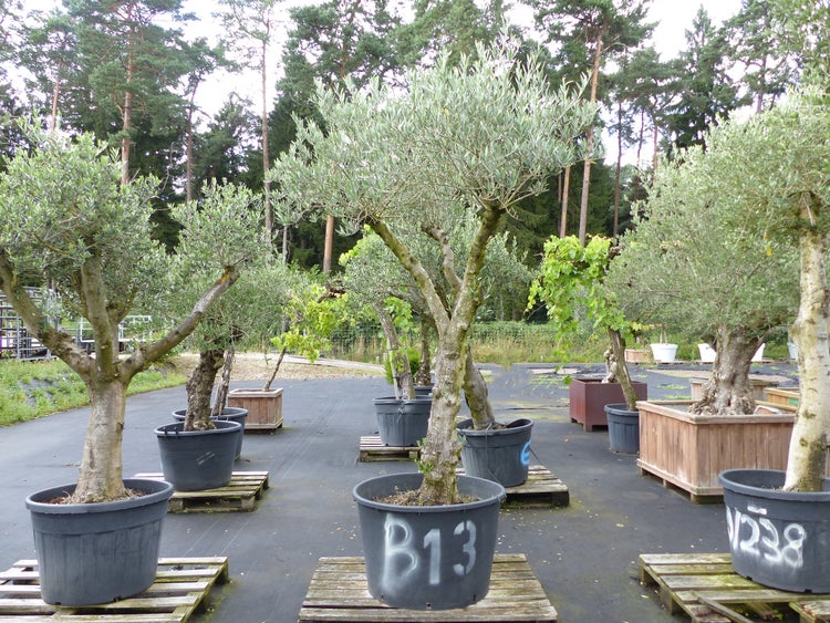 Mehrere Olivenbaeume in grossen Kunststoffkuebeln auf Holzpaletten in einer Gärtnerei im Freien.