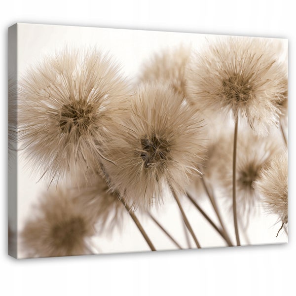 Leinwandbild mit einer Makroaufnahme von Pusteblumen in Sepiatönen.