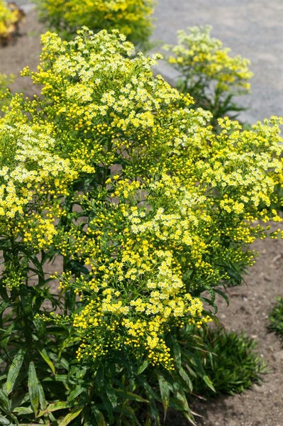 Solidago virgaurea ssp. virgaurea, Goldrute, ca. 9x9 cm Topf