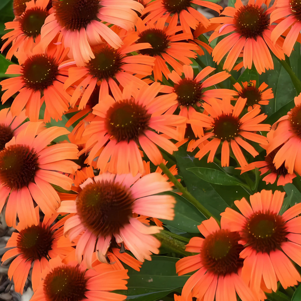 Nahaufnahme von orangefarbenen Sonnenhüten im Garten.
