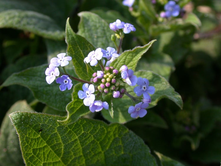 Brunnera macrophylla 'Langtrees', Kaukasusvergissmeinnicht, ca. 9x9 cm Topf