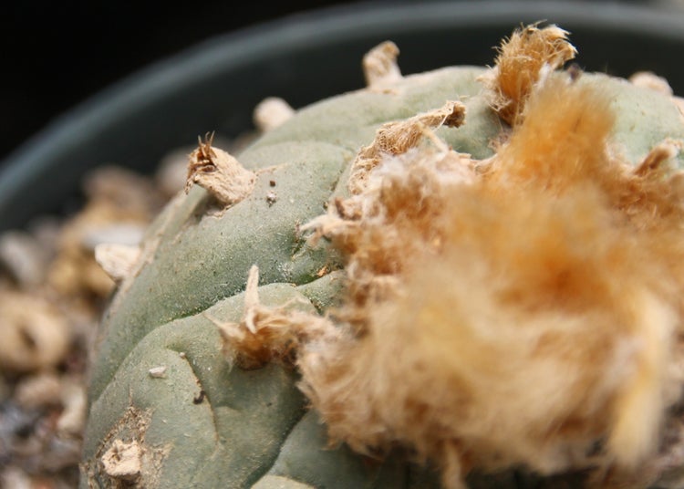 SAFLAX Garden to go - Peyotl Kaktus  - Lophophora williamsii - 20 Samen - Mit Topf, Klima - Deckel und Anzuchtsubstrat
