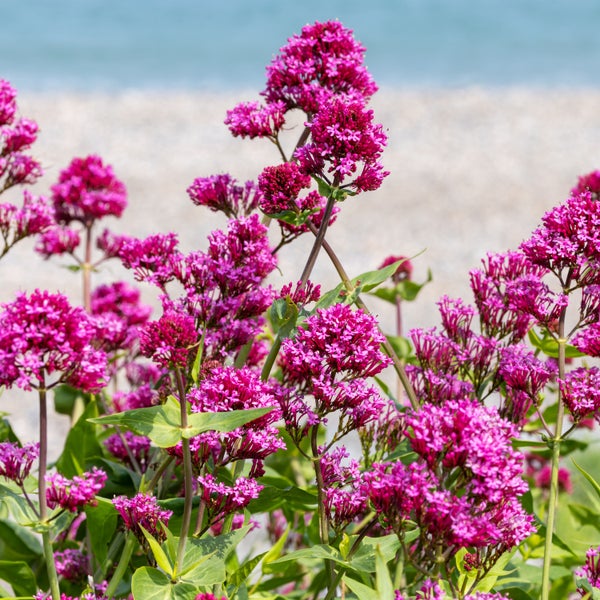 Zwei schwarze Blumentöpfe aus Kunststoff