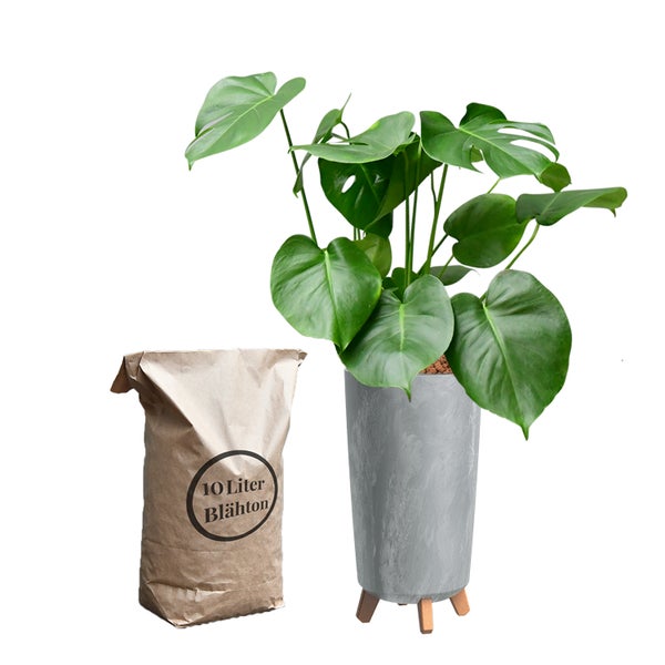 Monstera Zimmerpflanze in einem Topf mit Blähton-Sack