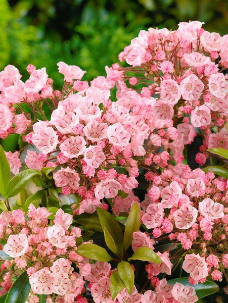 Kalmia latifolia 'Peppermint', Berglorbeer, rosa-weiß, 20–30 cm