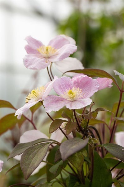 Clematis montana 'Tetrarose', Berg-Waldrebe, rosa Blüten, 40–60 cm