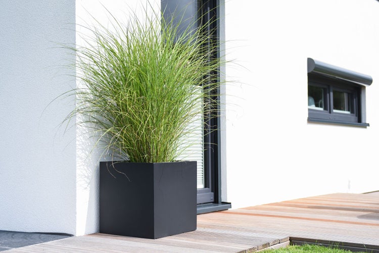 Moderner quadratischer Pflanzkübel in Schwarz mit Ziergras auf einer Holzterrasse vor einer weißen Hauswand.