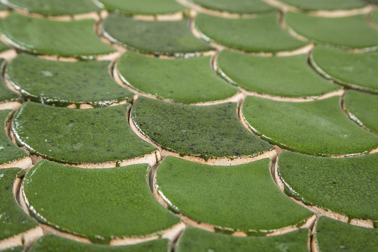 Grüne Mosaikfliesen in Fächerform