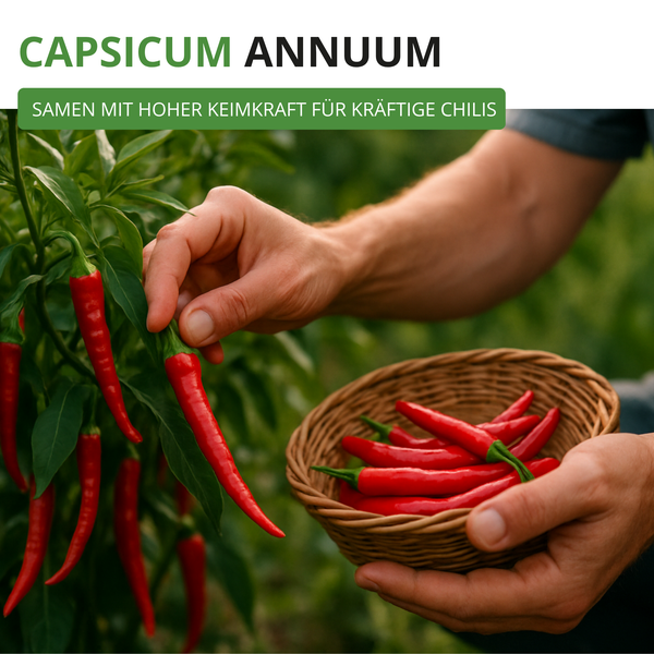 Eine Person erntet rote Chilischoten der Sorte Capsicum annuum in einen Weidenkorb.