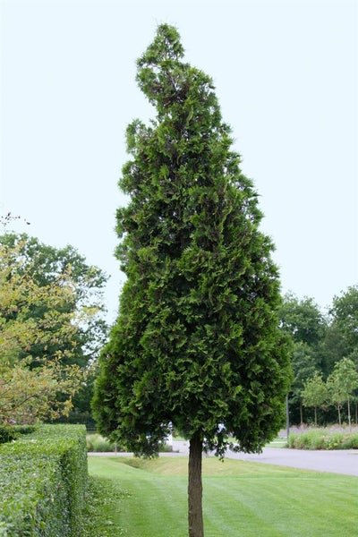 Thuja plicata 'Excelsa', Riesen-Lebensbaum, 60–80 cm