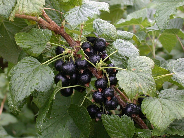 Ribes nigrum 'Titania', Schwarze Johannisbeere, 60 cm Stammhöhe
