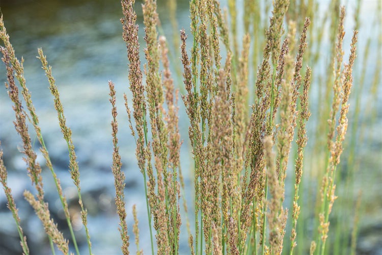Dekorative Ziergräser im Garten