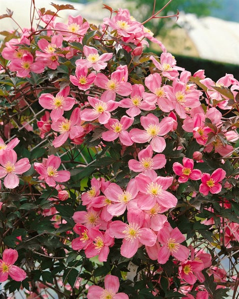 Blühende Clematis-Pflanze mit rosa Blüten
