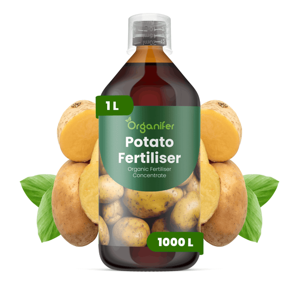 Organifer Kartoffeldünger, organisches Düngerkonzentrat, 1 Liter Plastikflasche für 1000 Liter, mit Kartoffeln und Blättern.