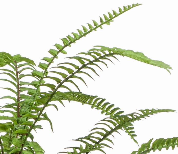 Grüne Farnpflanze mit überhängenden Wedeln und feinen Blättchen.