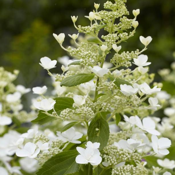 Rispenhortensie mit weißen Blüten und grünen Blättern